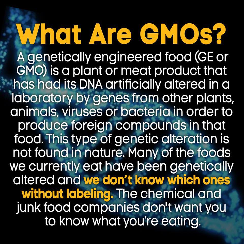 what are gmo s