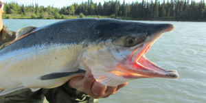 salmon-532172_960_720